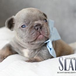 SLATE - Tricolors male French Bulldog puppy in Blue Ridge, Texas from Beason’s HomeGrown Frenchies