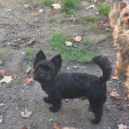 Yorkshire Terrier puppies from GRIFFEY'S SPA AND KENNEL