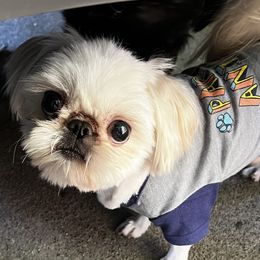 BearBear - Shih Tzu