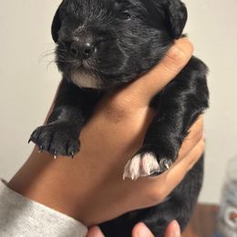 Boy 3 - male Goldendoodle puppy in Gig Harbor, Washington from Sandy’s Goldendoodles