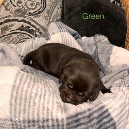 Boy 2 - Labrador Retriever puppy in Charleston, Maine from Puddledock Pups