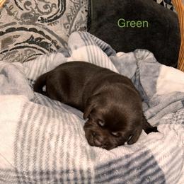 Boy 2 - Labrador Retriever puppy in Charleston, Maine from Puddledock Pups