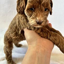 Sparkle - Sable and white female Cockapoo puppy in Adrian, Oregon from ApplebyFarm