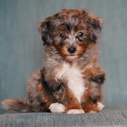 Porter - Merle male Bernedoodle puppy in Dundee, Ohio from Down Home Doodle