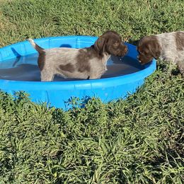 Wirehaired Pointing Griffon Puppies from High Point Griffons