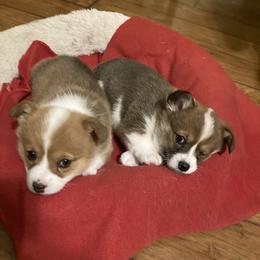 Pembroke Welsh Corgis from Gbarlranch Corgies