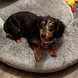 Imani - Dachshund
