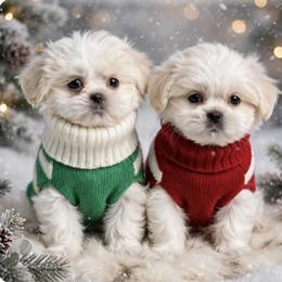 Shichon and Shih Tzu Puppies from Angie’s Teddy Bear Puppies Minnesota