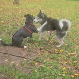 Companion Cross puppies from High Mountain Crosses