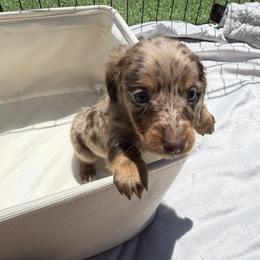 Dachshund Puppies from Pretty Dachshunds 661