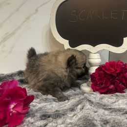 Scarlet - Cream sable female Pomeranian puppy in Scio, Oregon from Mac Daddy Poms