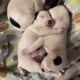 Jack Russell Terrier Puppies from Ground Force Jack Russell Terriers