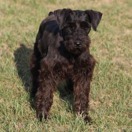 Fifi - Miniature Schnauzer