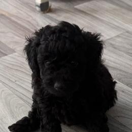 Glory - Black female Poodle puppy in Wilmington, Delaware from Imperial Poodles LLC