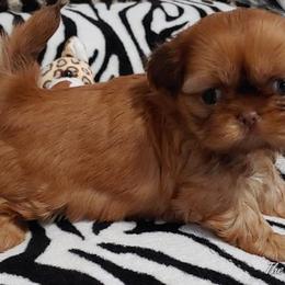 Shih Tzu Puppies from The Shih Zoo