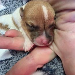 Boy 1 (Piebald) - Red male Pembroke Welsh Corgi puppy in Middleburg, Florida from Mulkeys Little Corgis
