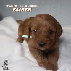 Ember - Red  female Goldendoodle puppy in Palmetto Bay, Florida from SOMIDOODLES