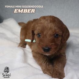 Ember - Red  female Goldendoodle puppy in Palmetto Bay, Florida from SOMIDOODLES