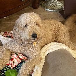 Leila - Goldendoodle