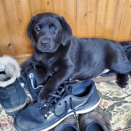 Labrador Retriever Puppies from Sommit Labradors
