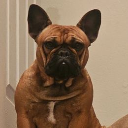 Phoebe - French Bulldog