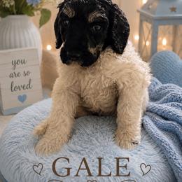 Gale - Parti female Poodle puppy in Washington, Pennsylvania from Patriotic Poodles