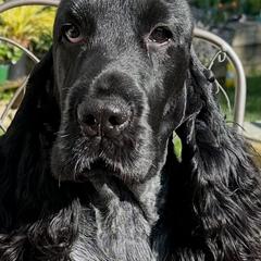 Boston - English Cocker Spaniel
