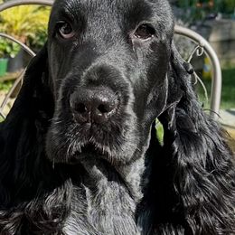 Boston - English Cocker Spaniel