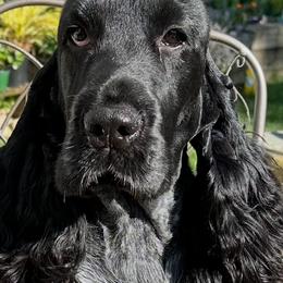 Boston - English Cocker Spaniel