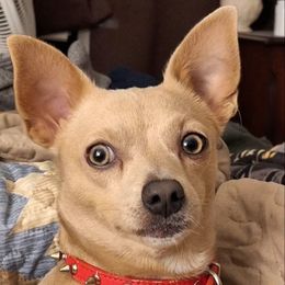 Finn - Chihuahua