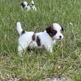 Sassy X Bruno Male 4 - White and tan male Russell Terrier puppy in Ocala, Florida from Jumping Jacks Russells