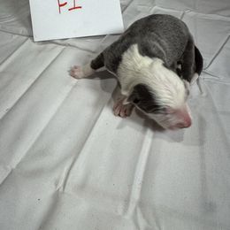 F1 - White and blue female Border Collie puppy in Meridian, Mississippi from Border Hollow Border Collies