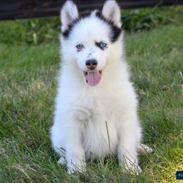 Patch -Ready now - Black and white male Pomsky puppy in Bremen, Indiana from AMS Pomeranians and Pomskies in Indiana