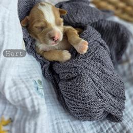 Hart - male Cavapoochon puppy in Bullard, Texas from Cavapoochon Central LLC