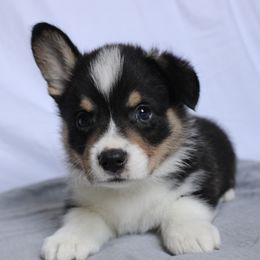 Mickey - Black and tan Pembroke Welsh Corgi puppy in Notasulga, Alabama from DandyLyons Corgis