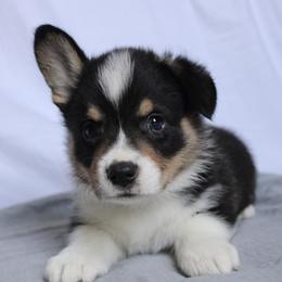 Mickey - Black and tan Pembroke Welsh Corgi puppy in Notasulga, Alabama from DandyLyons Corgis