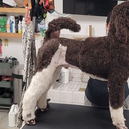 Goldendoodles and Poodles from Patitas