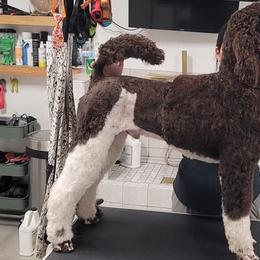 Goldendoodles and Poodles from Patitas