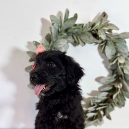 Ladybug - Black and white female Aussiedoodle puppy in Taylors, South Carolina from Aspen Mountain Doodles LLC