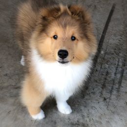 Shetland Sheepdog Puppies from BellaRose Shelties