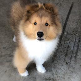 Shetland Sheepdog Puppies from BellaRose Shelties