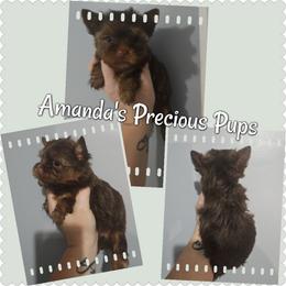 Chocolate Male - Chocolate and tan male Yorkshire Terrier puppy in Wartburg, Tennessee from Amanda's Precious Pups