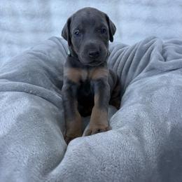 Doberman Pinscher Puppies from Haus of Hound