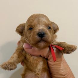 Red collar - Female - Red  female Goldendoodle puppy in Cape Coral, Florida from Nay Nays Mini Doodles
