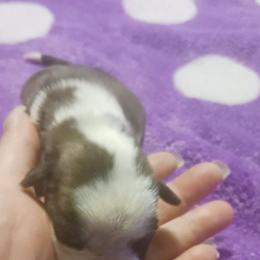 Girl 1 - Brindle female Boxer puppy in Shelbyville, Tennessee from Layne's Boxers