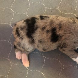 Girl 1 - Miniature Australian Shepherd puppy in Corydon, Indiana from Arbuckle’s Lookin Good Aussies (LGA)