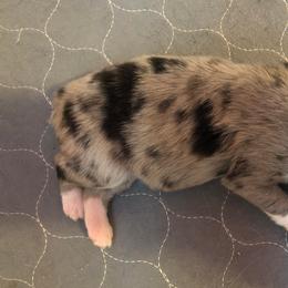 Girl 1 - Miniature Australian Shepherd puppy in Corydon, Indiana from Arbuckle’s Lookin Good Aussies (LGA)