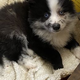 Pomsky Puppies from Perfect Pomskies