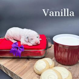 Dalmatian, Poodle, and Rhodesian Ridgeback Puppies from Ruffles, Ridges, & Spots!