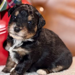 Frankie - Black phantom male Aussiedoodle puppy in Burbank, Ohio from Berns & Doodles